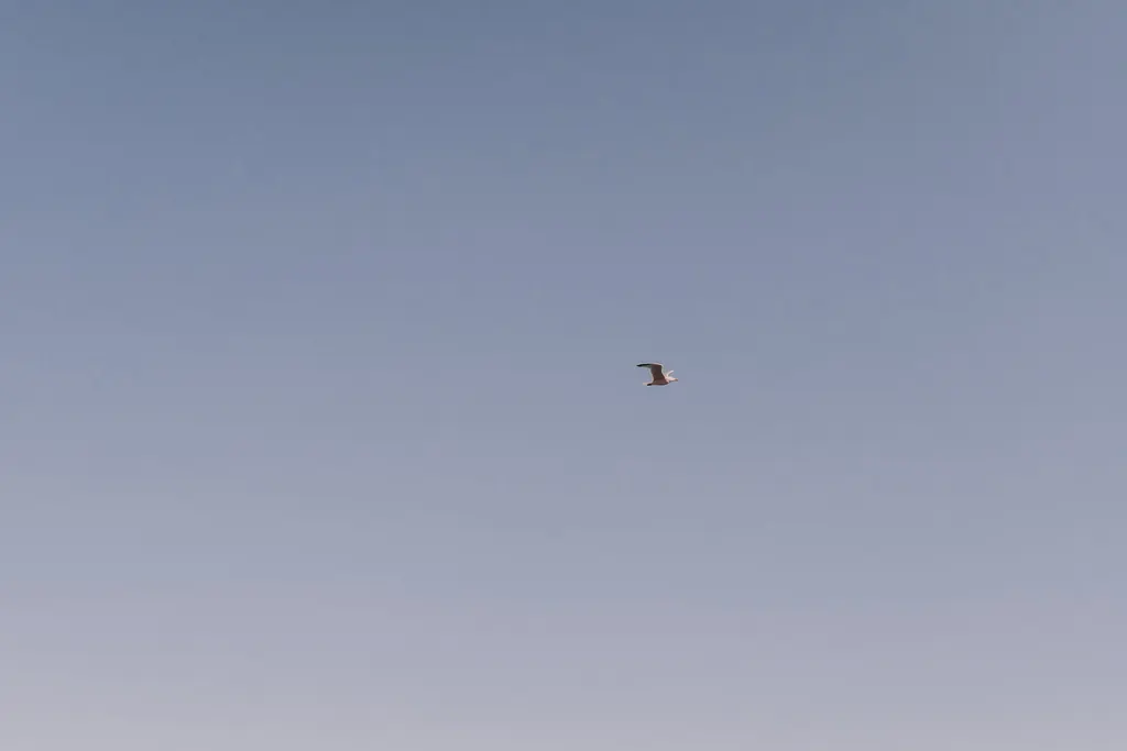 Een meeuw in een strakblauwe lucht